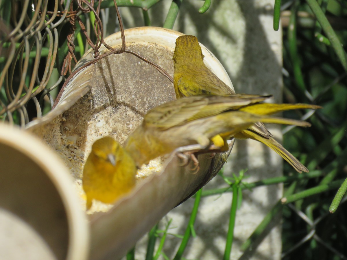 Saffron Finch - ML647770155