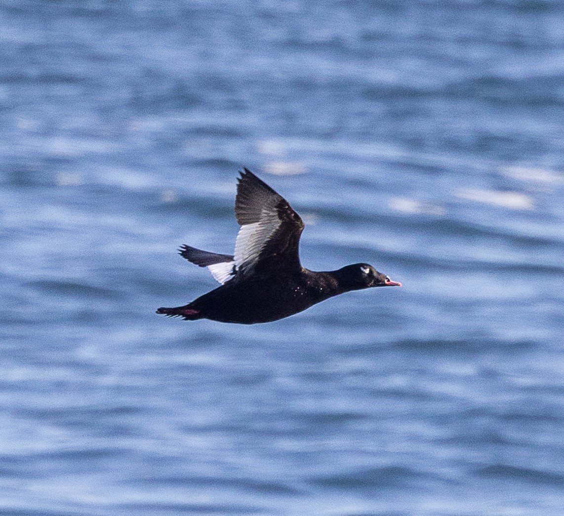 White-winged Scoter - ML647770156