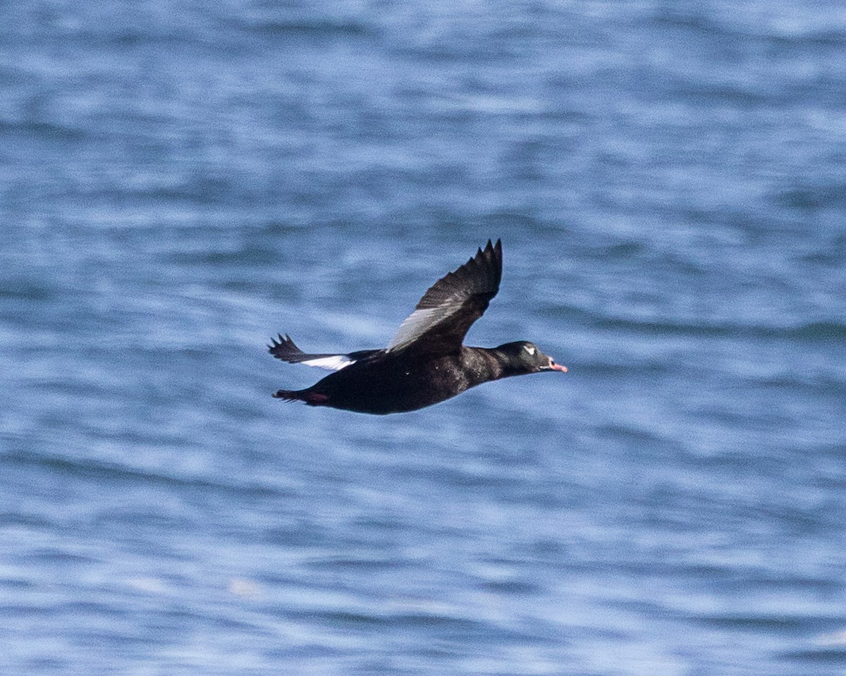 White-winged Scoter - ML647770157