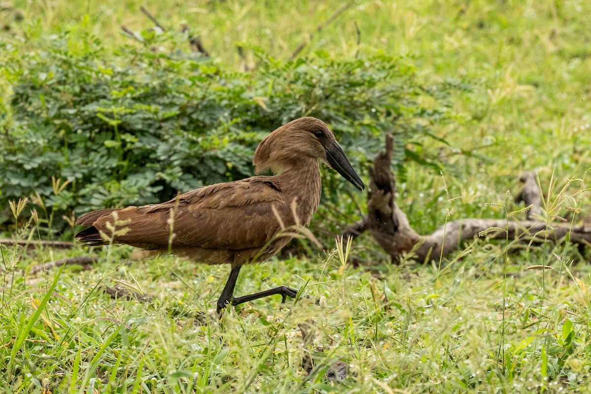 Hamerkop - ML647770161