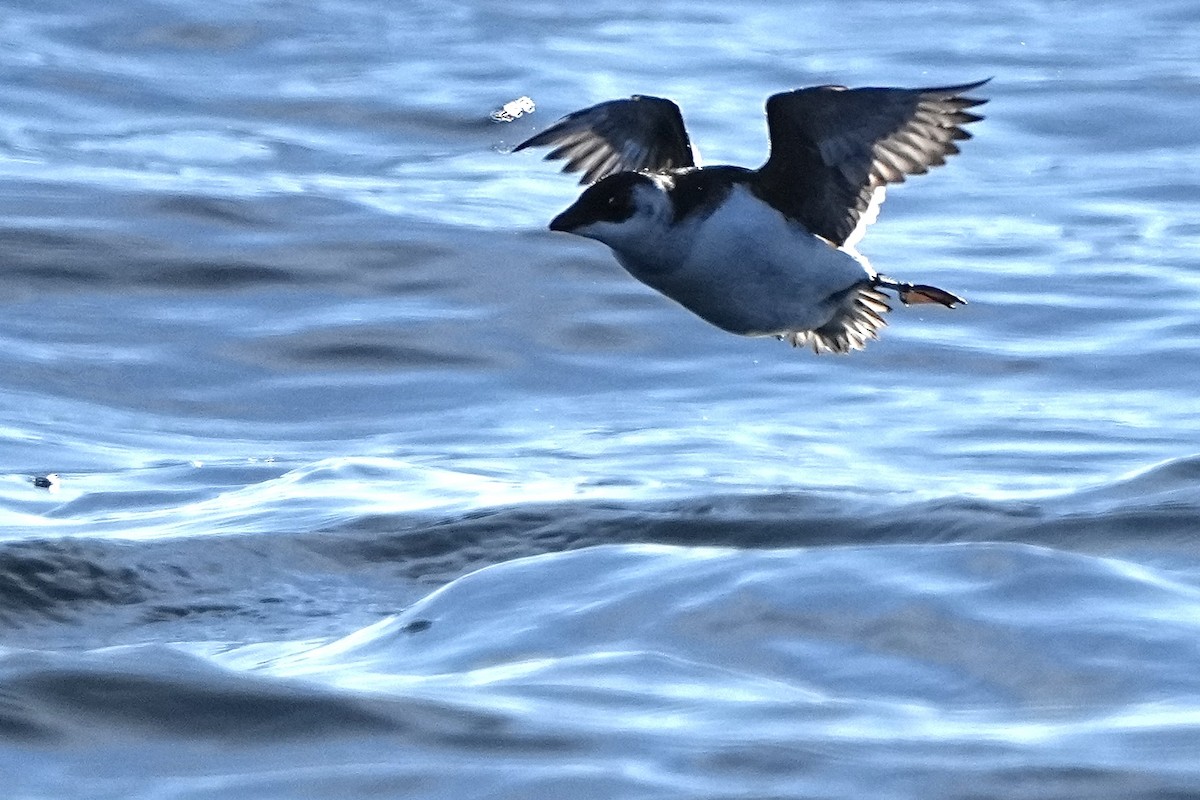 alkekonge - ML647770201