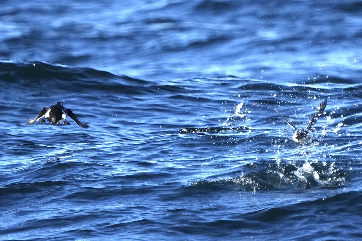 alkekonge - ML647770202