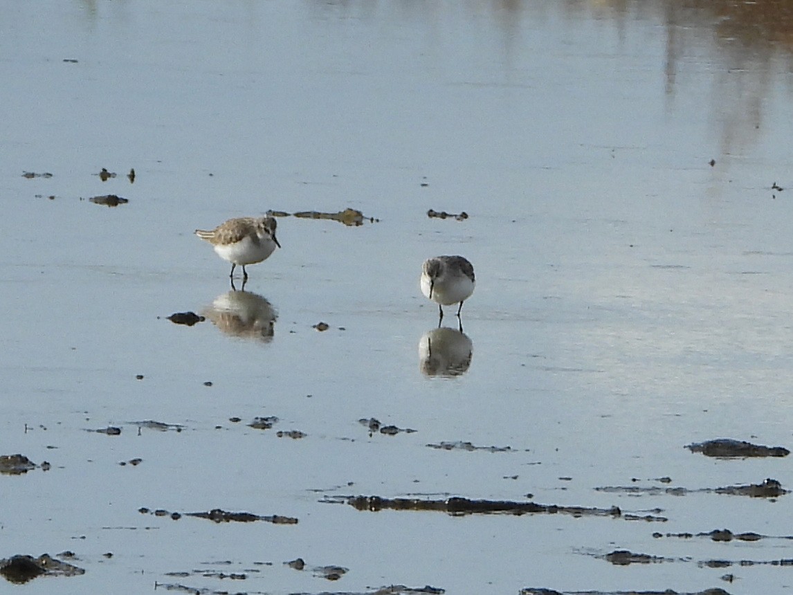 Little Stint - ML647770206