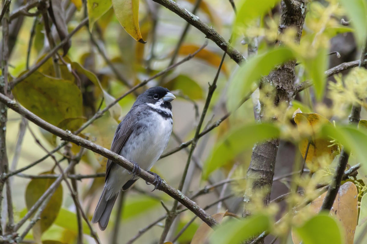 Double-collared Seedeater - ML647770212