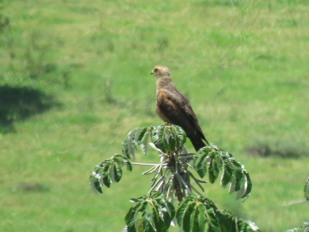 Otlak Şahini - ML647770234