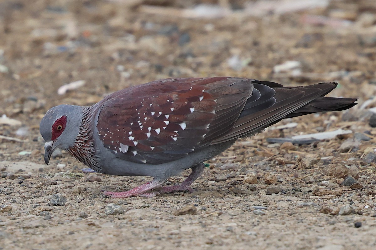 Uso ginearra - ML647770252