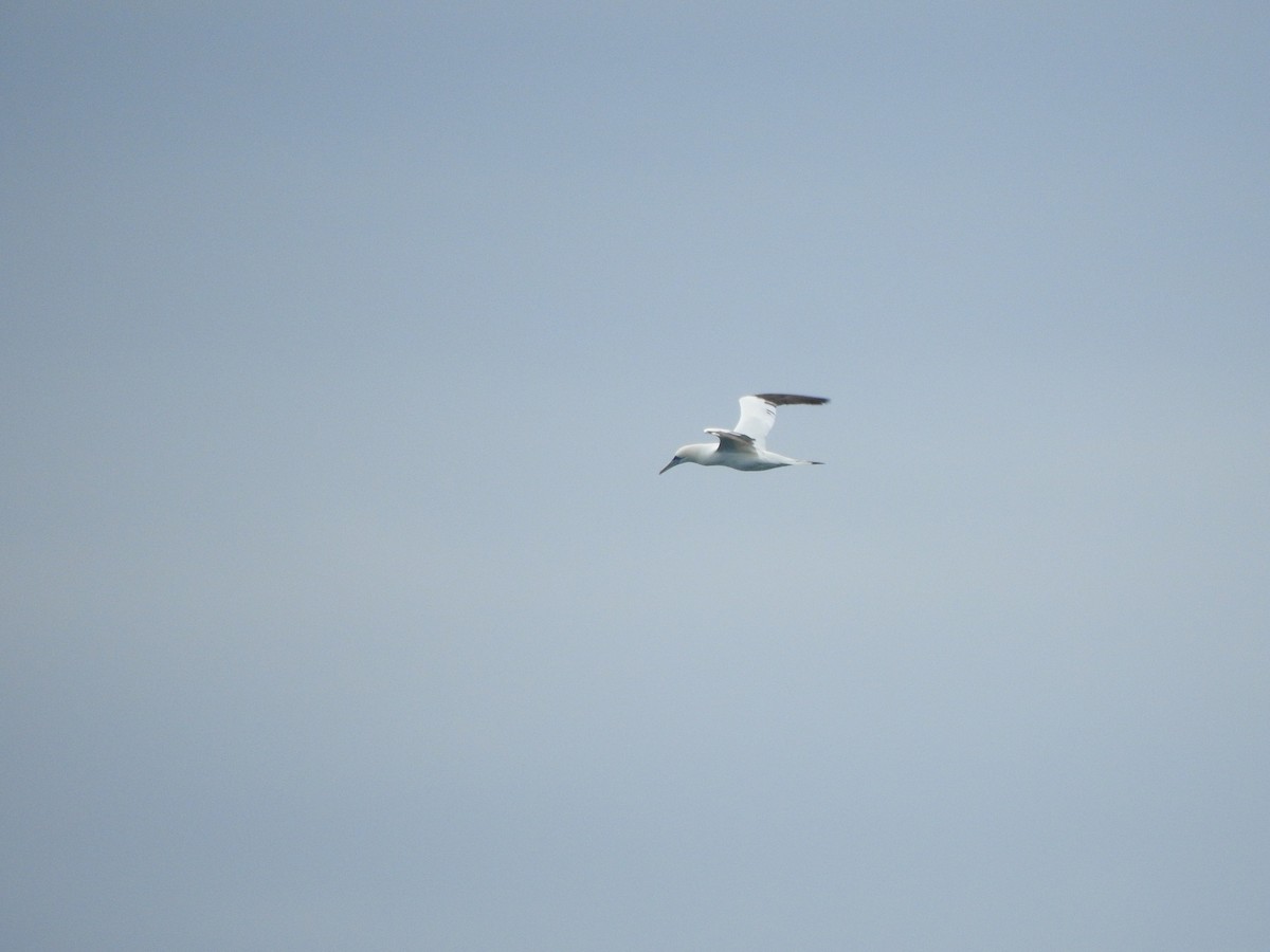 Northern Gannet - ML647770264