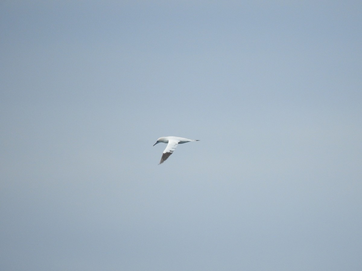 Northern Gannet - ML647770265