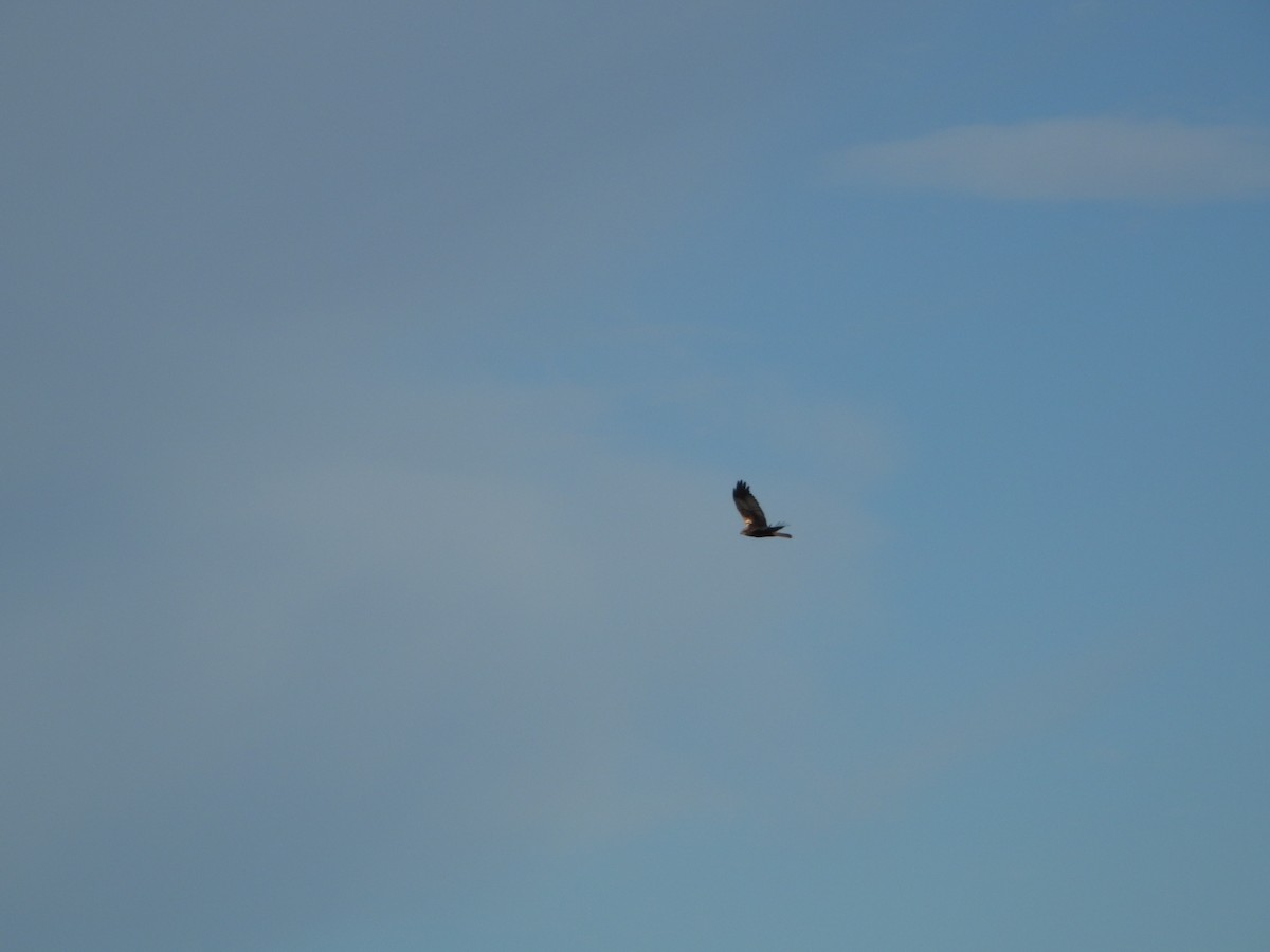 Western Marsh Harrier - ML647770266