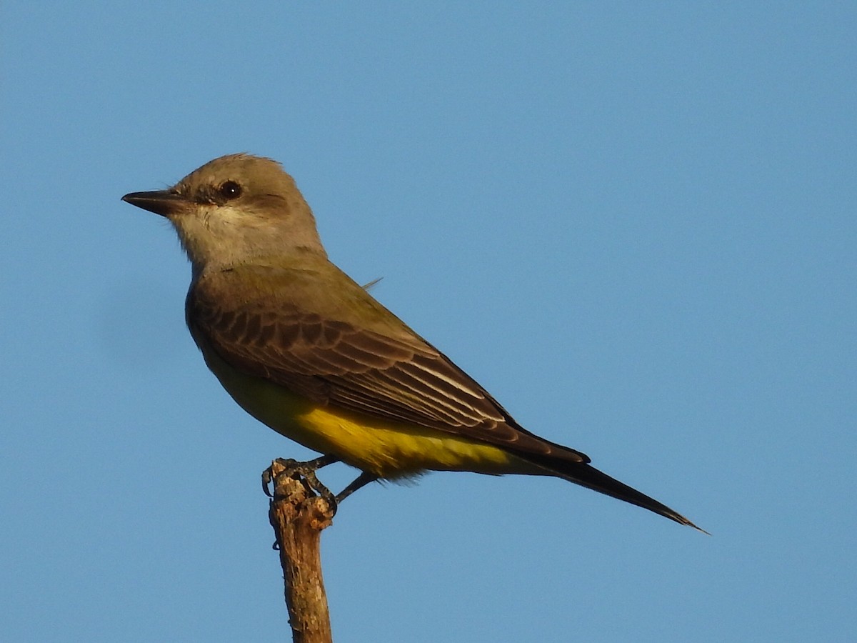 Western Kingbird - ML647770280