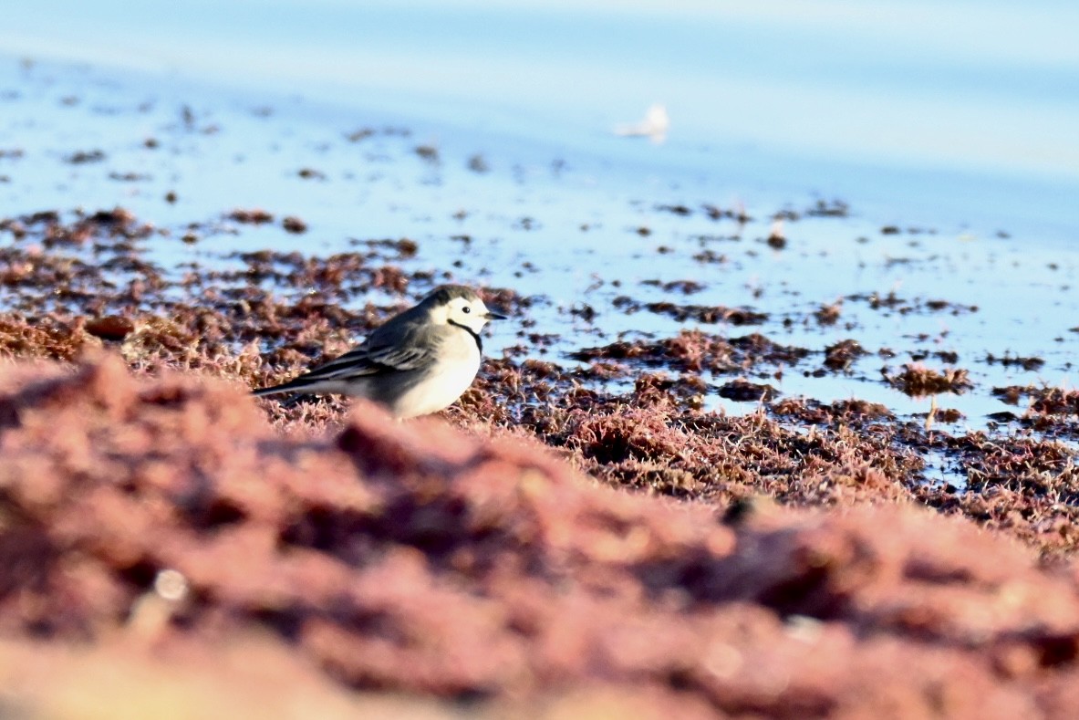 Lavandera Blanca - ML647770321