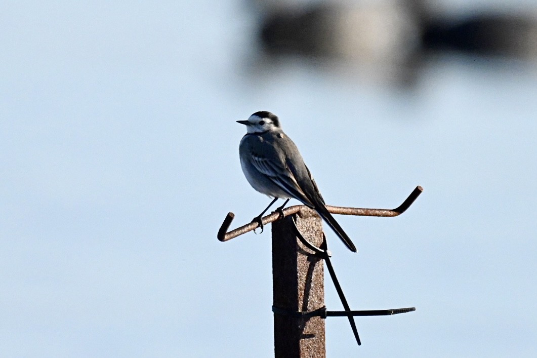 Lavandera Blanca - ML647770322