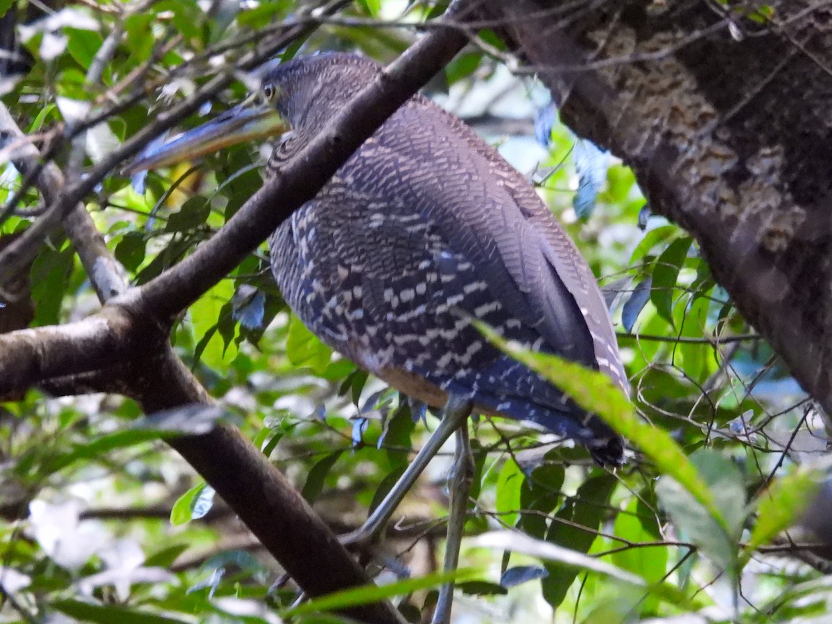 Avetigre Oscura - ML647770384