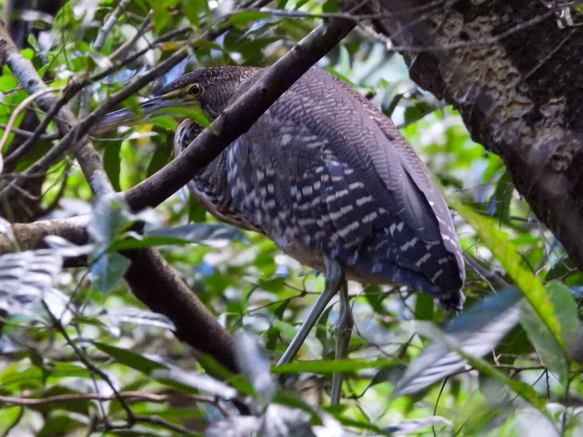 Avetigre Oscura - ML647770385