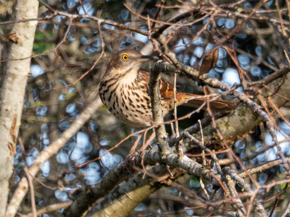 Brown Thrasher - ML647770390