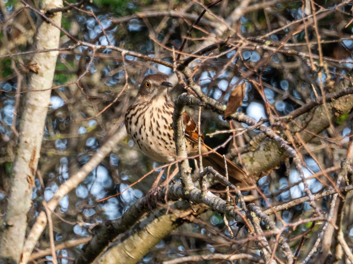 Brown Thrasher - ML647770391