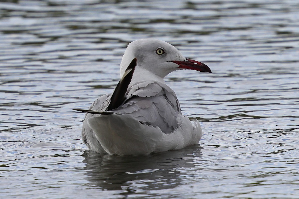 ズアオカモメ - ML647770408