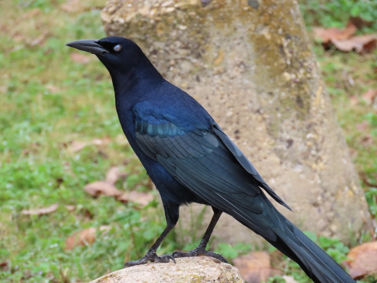 Great-tailed Grackle - ML647770423