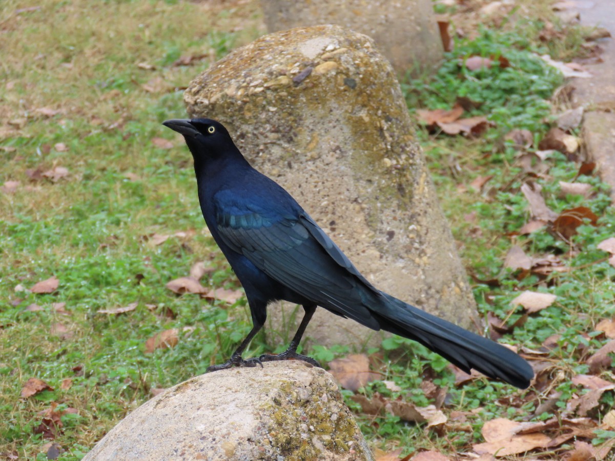Great-tailed Grackle - ML647770428