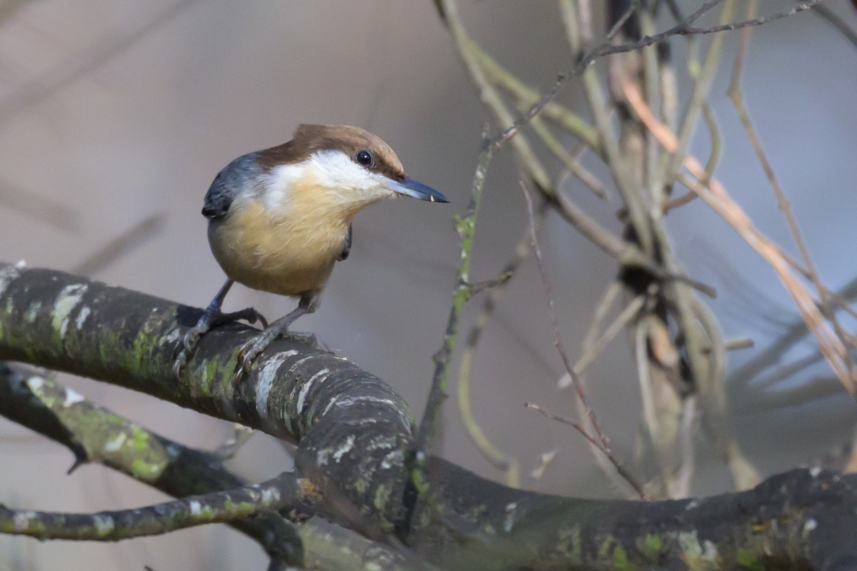 Brown-headed Nuthatch - ML647770477