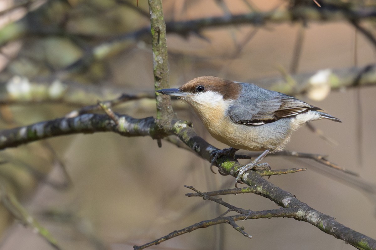 Brown-headed Nuthatch - ML647770478