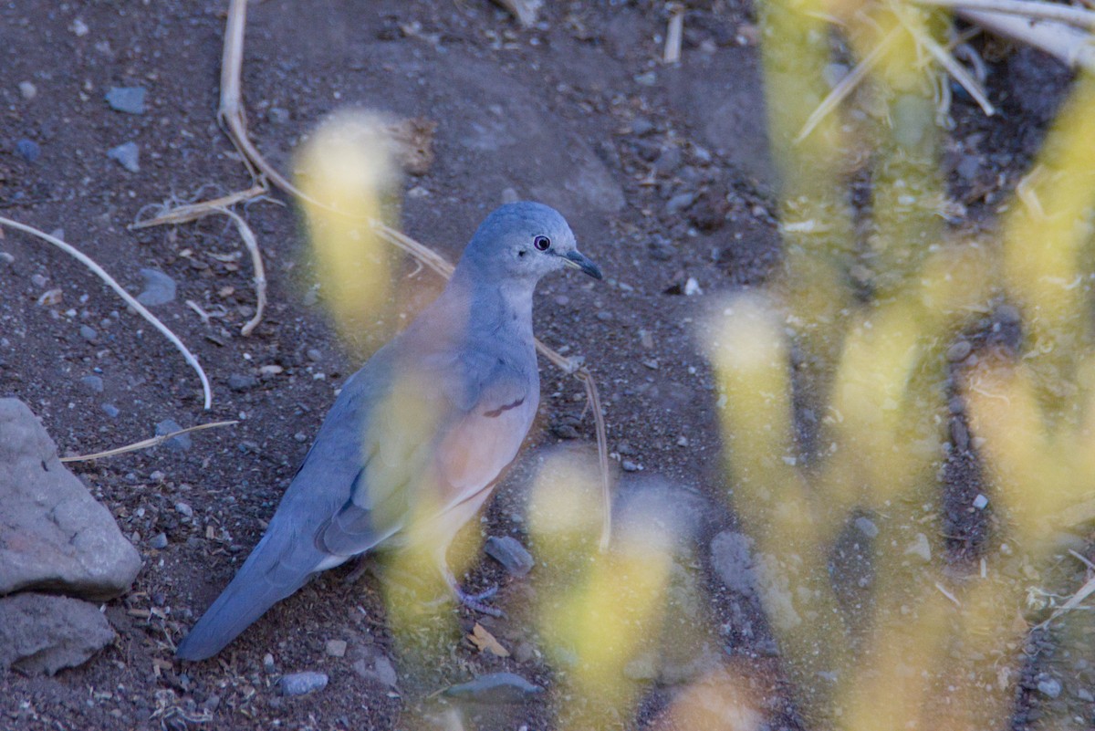 Picui Ground Dove - ML647770490