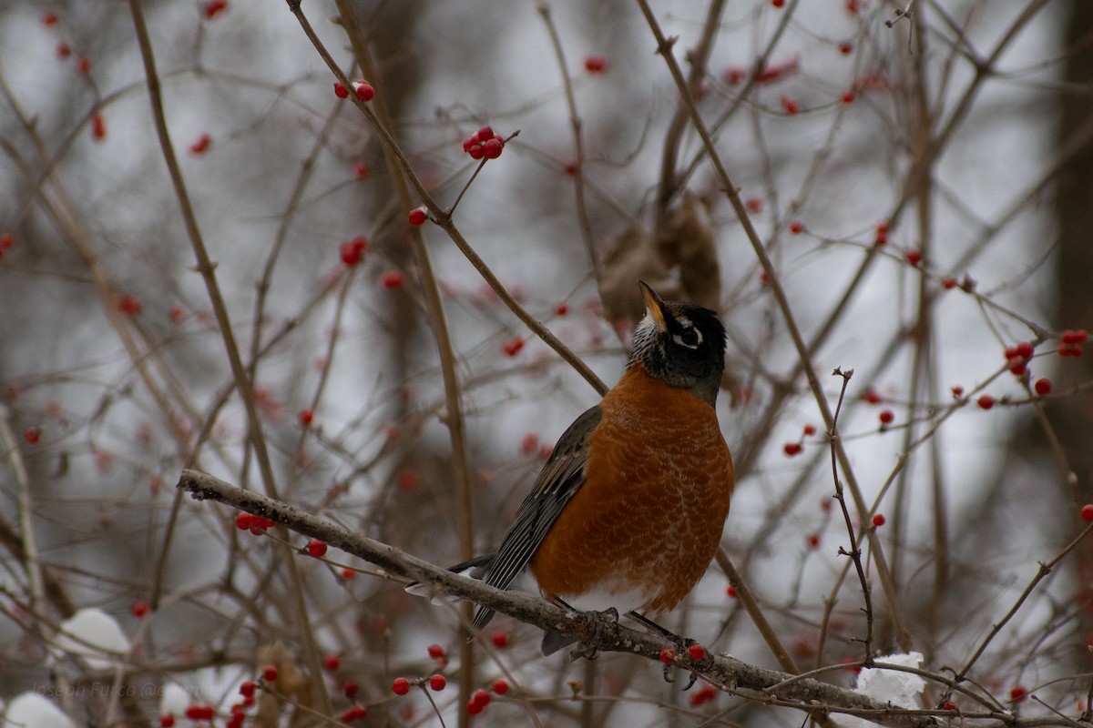 American Robin - ML647770606