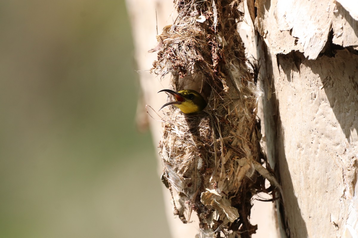 Sahul Sunbird - ML647770614