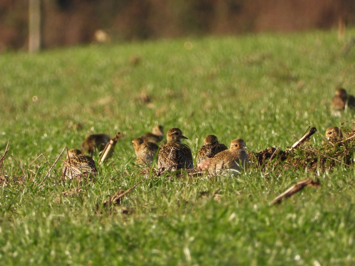European Golden-Plover - ML647770650