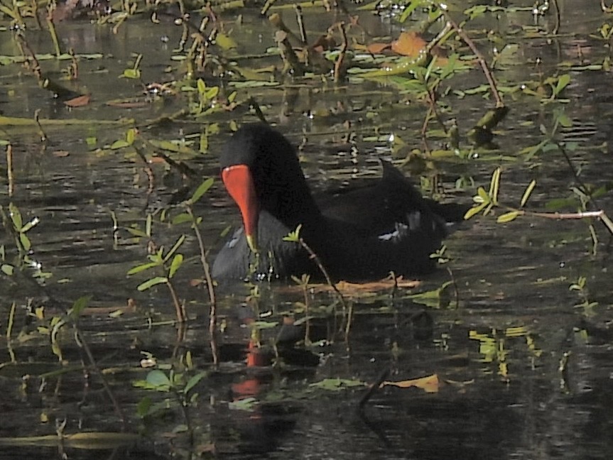 Курочка латиноамериканська - ML647770693