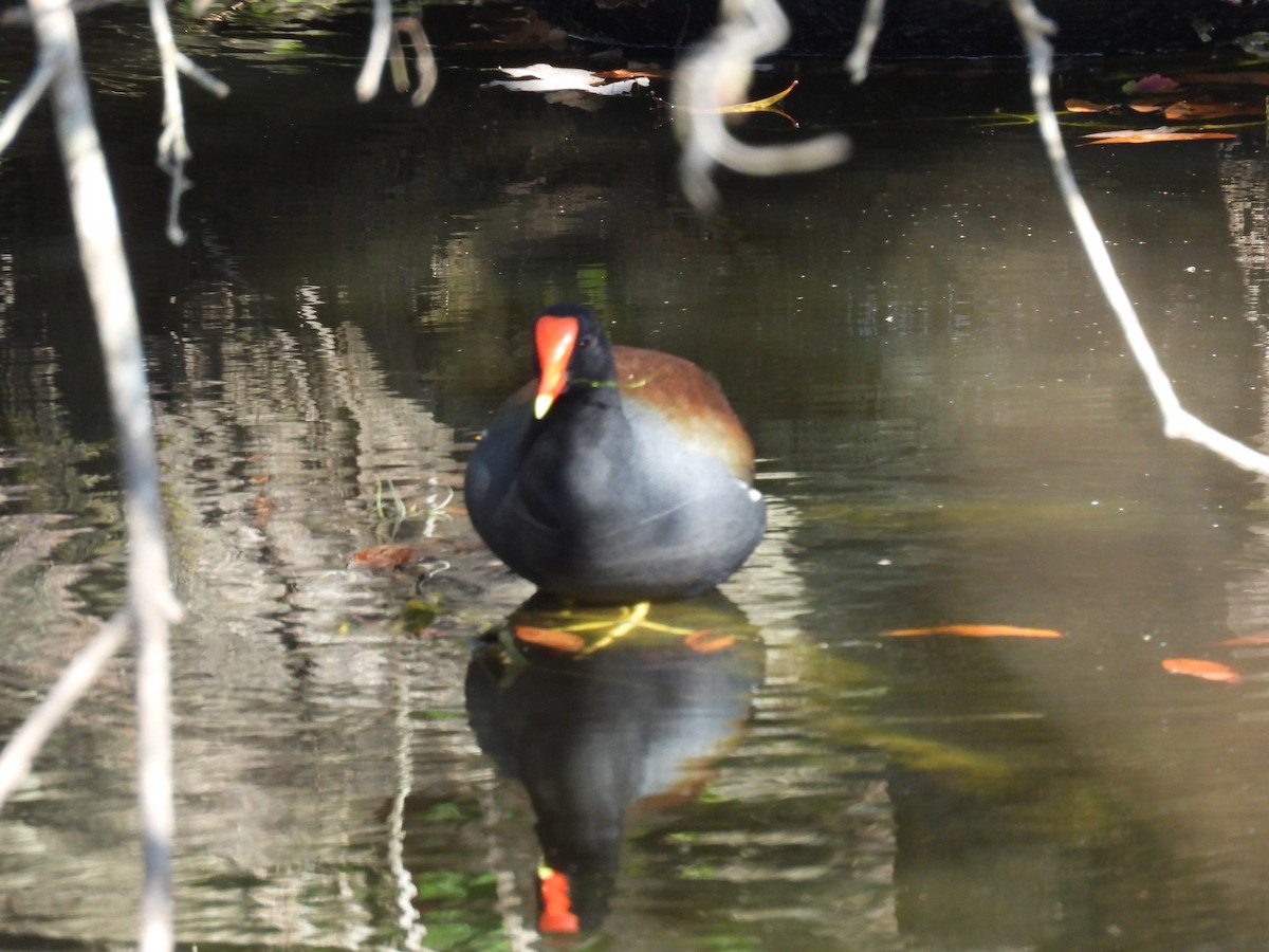 Курочка латиноамериканська - ML647770694