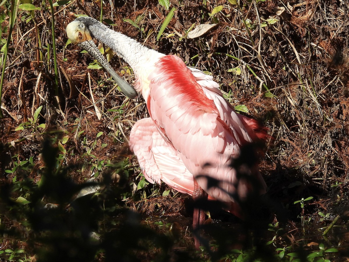 Espátula Rosada - ML647770701