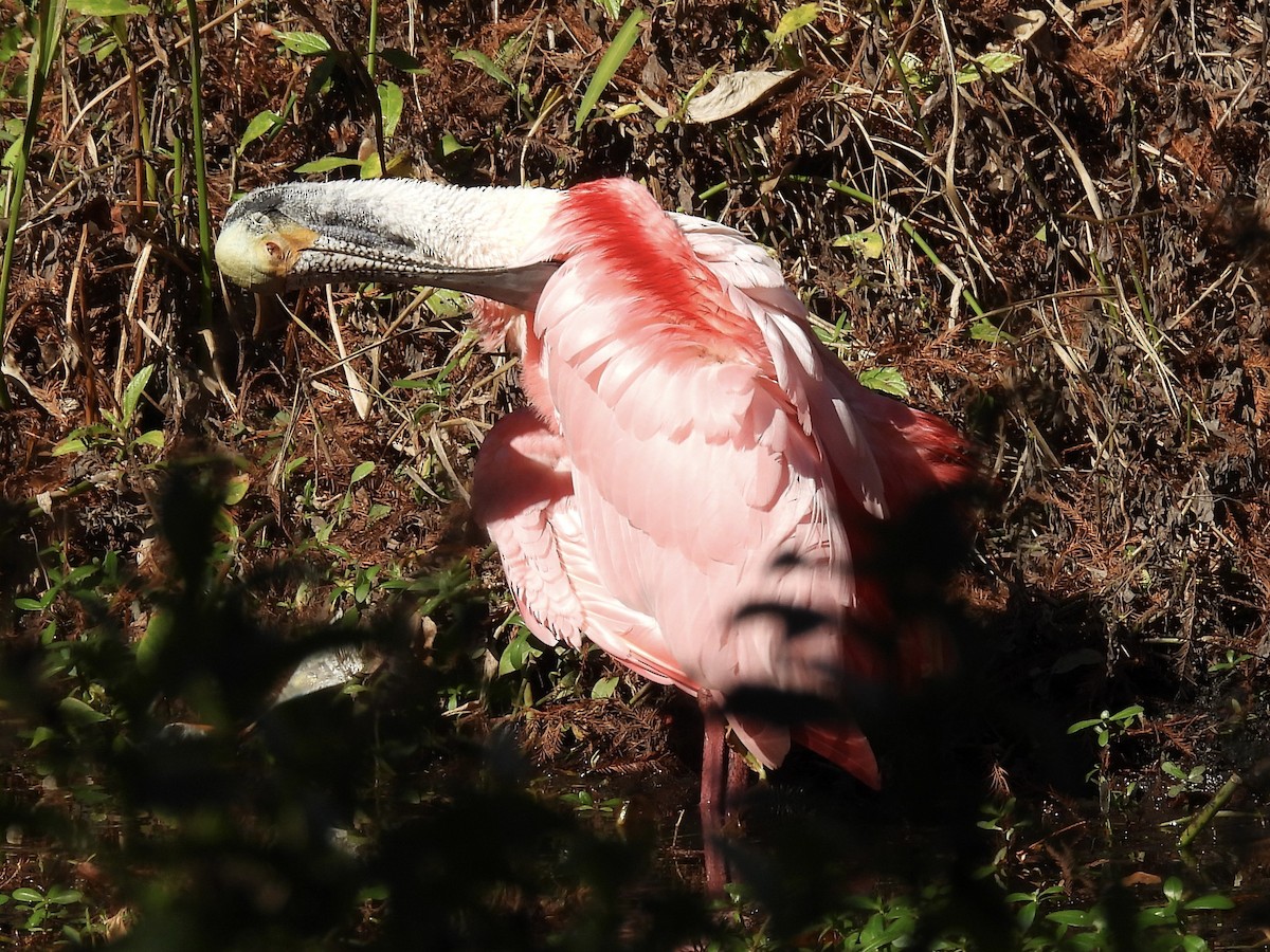 Espátula Rosada - ML647770702