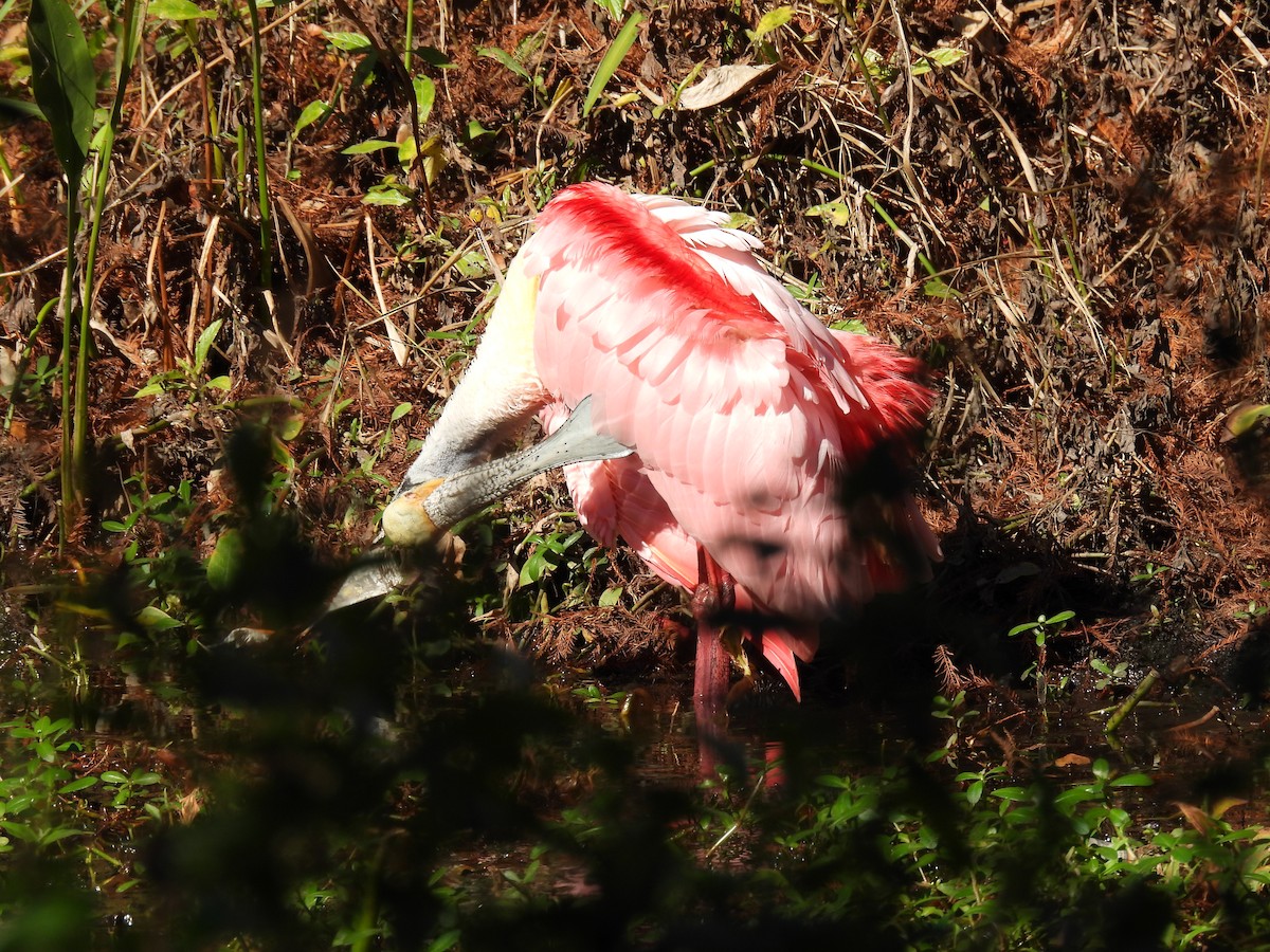 Espátula Rosada - ML647770703