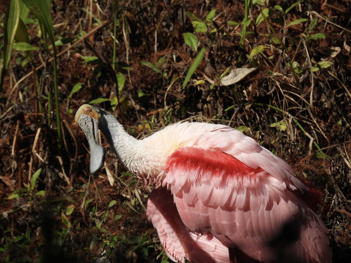 Espátula Rosada - ML647770704