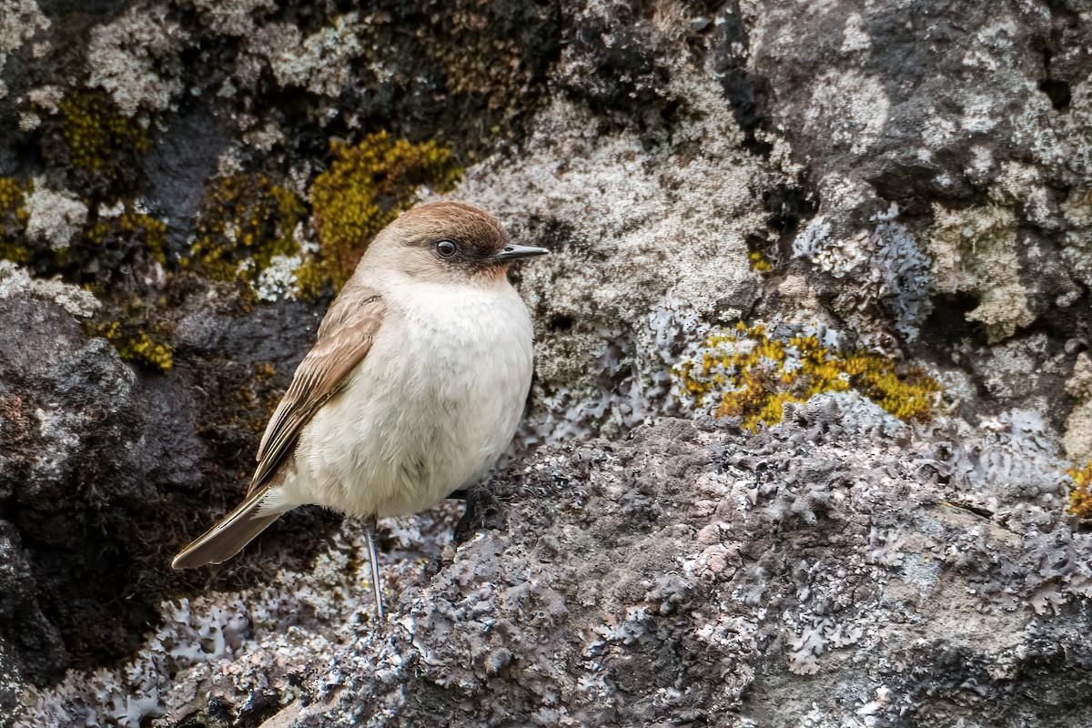 magellanmarktyrann - ML647770707