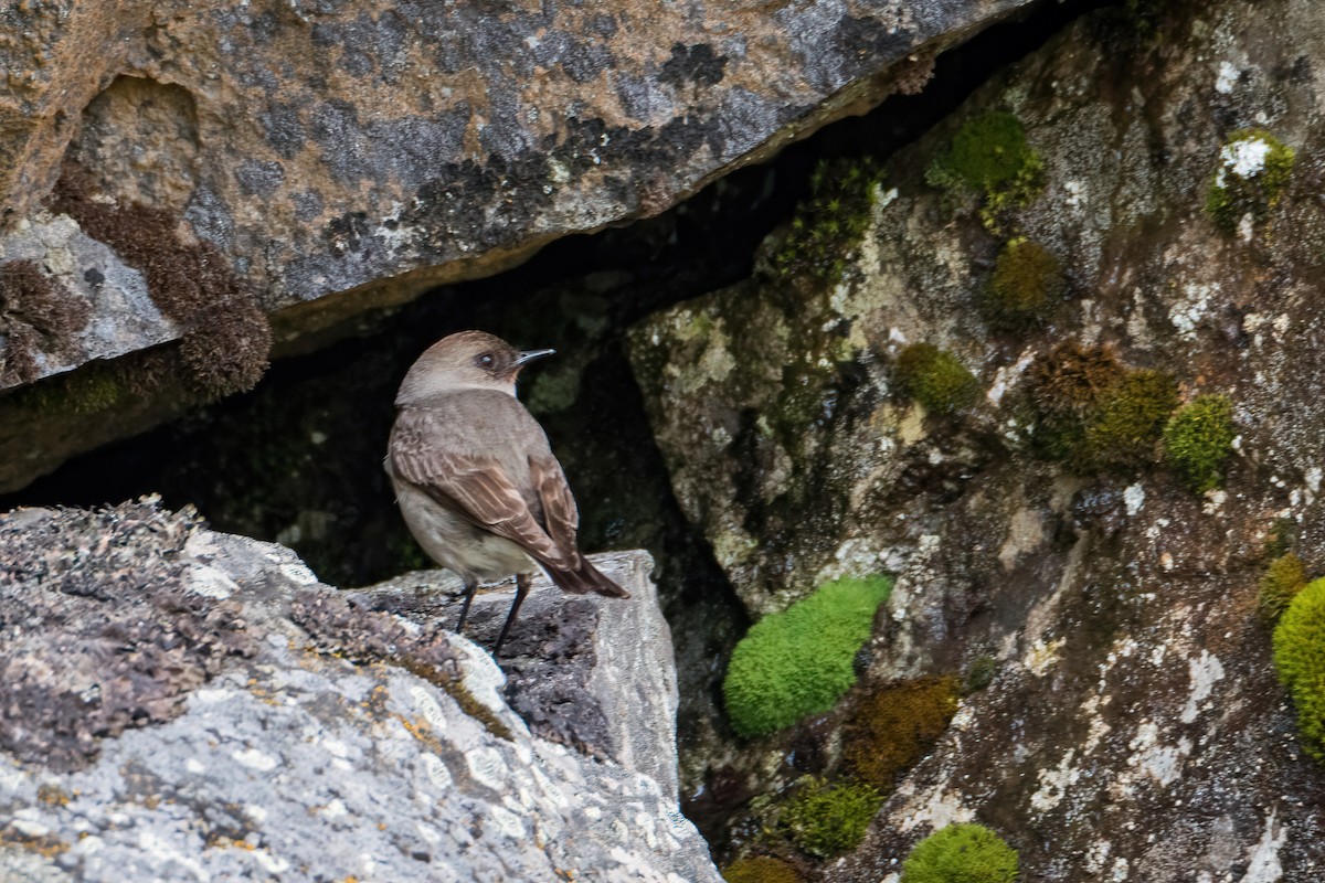 magellanmarktyrann - ML647770710