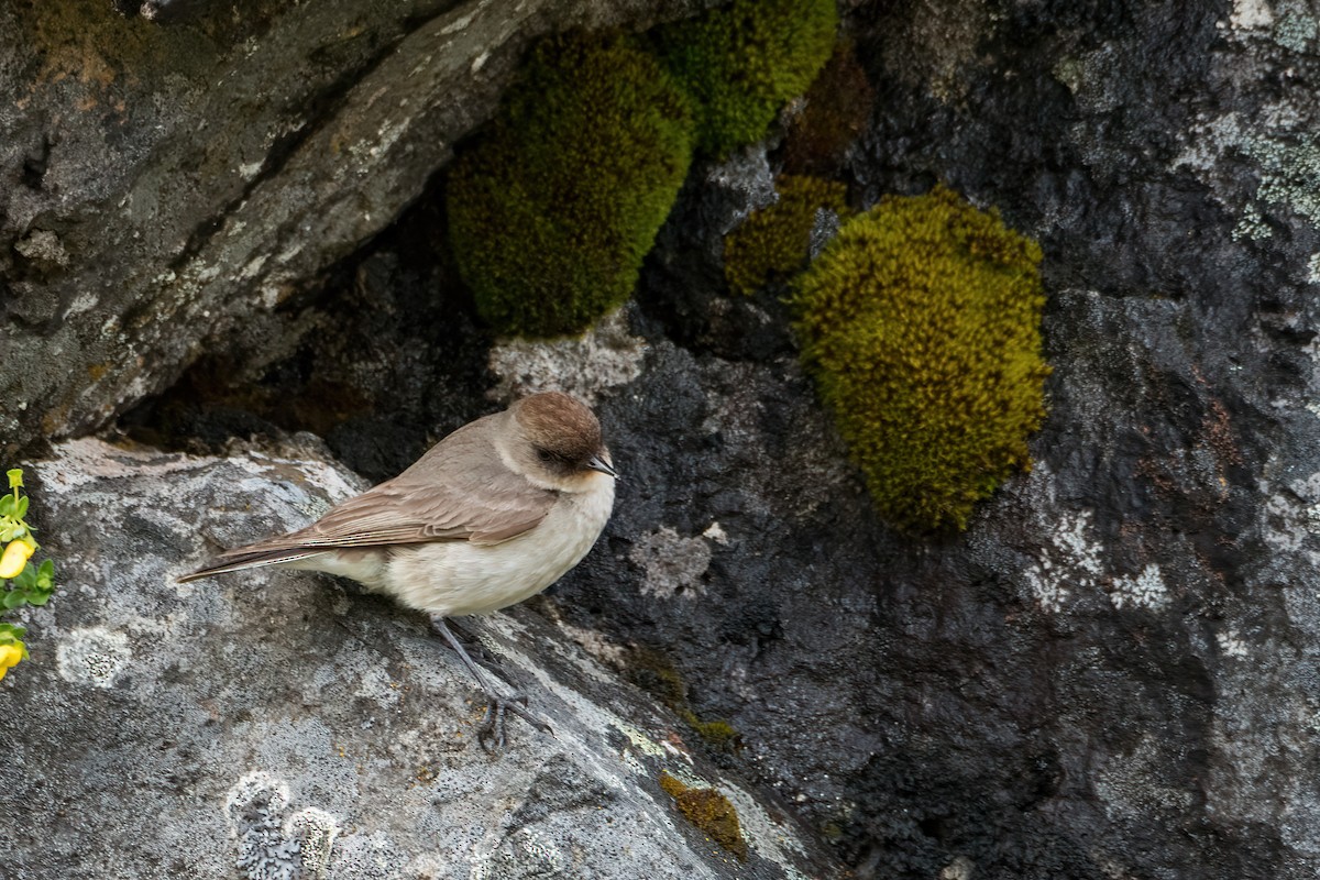 magellanmarktyrann - ML647770711