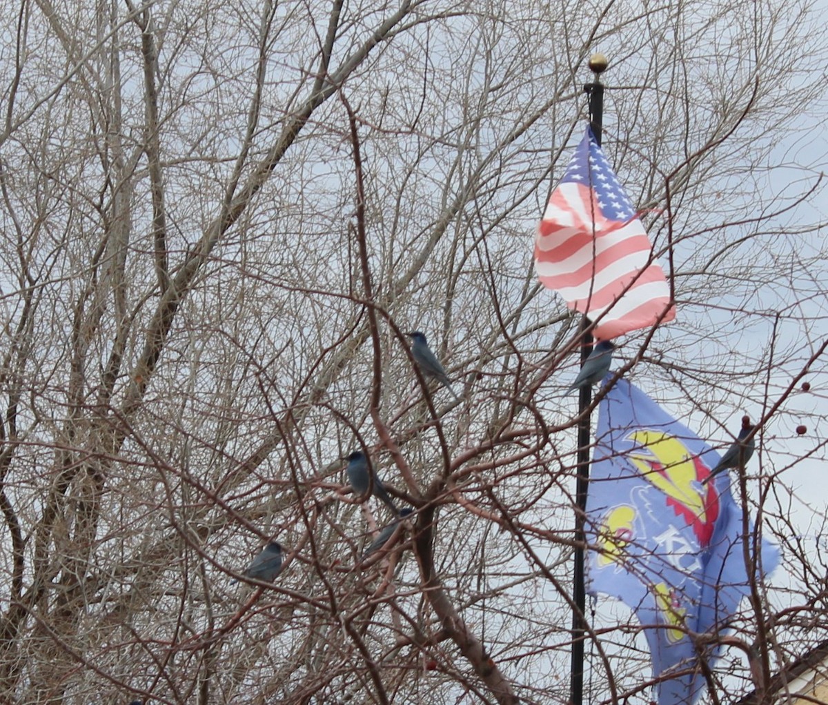 Chara Piñonera - ML647770746