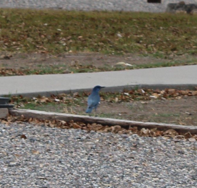 Chara Piñonera - ML647770747