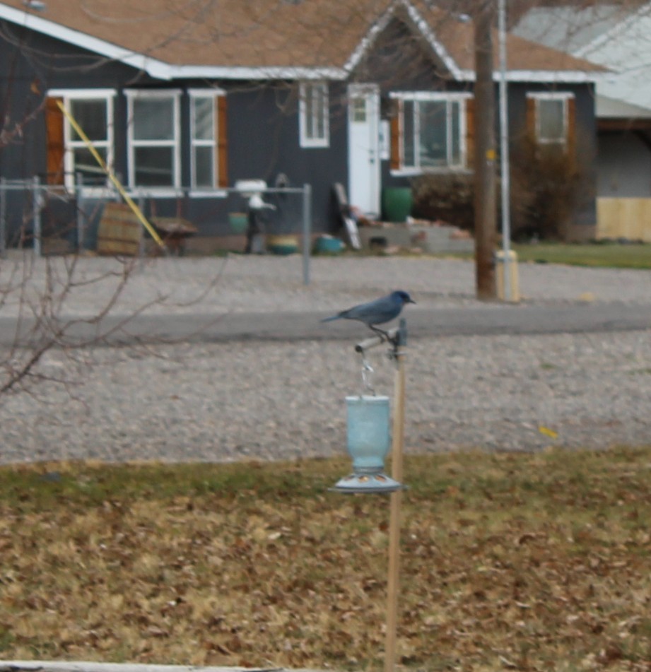 Chara Piñonera - ML647770748