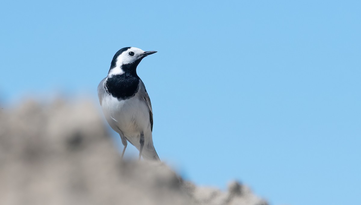 נחליאלי לבן (לבן-פנים) - ML647770799
