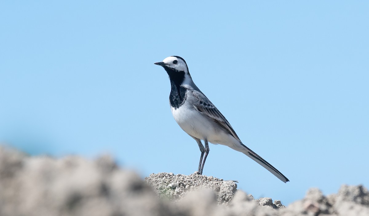 נחליאלי לבן (לבן-פנים) - ML647770806