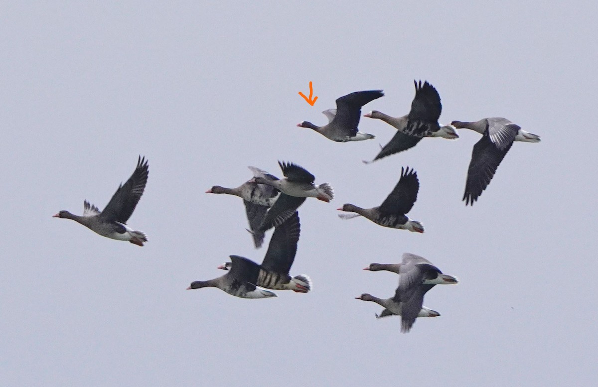 Küçük Sakarca - ML647770807