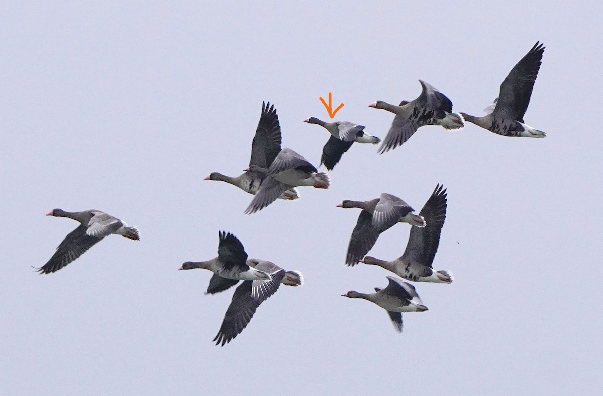 Küçük Sakarca - ML647770808