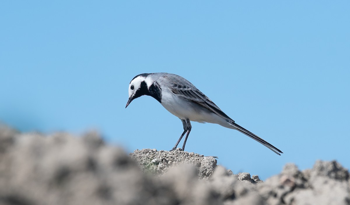 נחליאלי לבן (לבן-פנים) - ML647770809