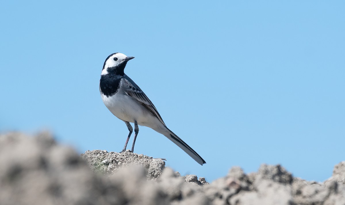 נחליאלי לבן (לבן-פנים) - ML647770813