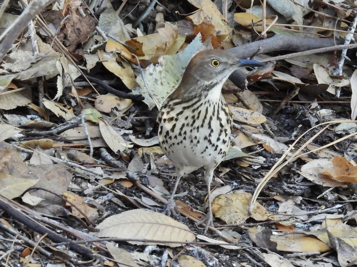 Brown Thrasher - ML647770856