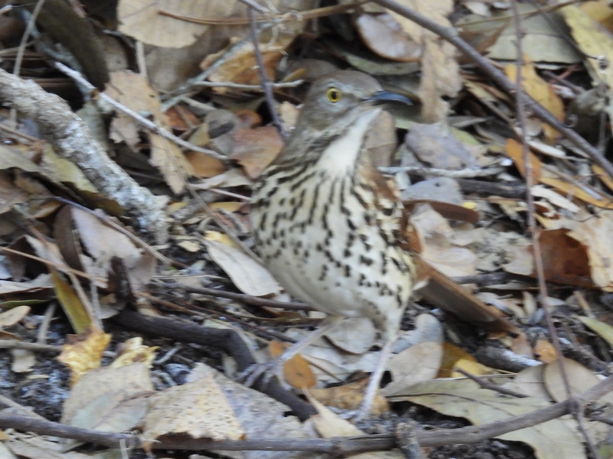 Brown Thrasher - ML647770857