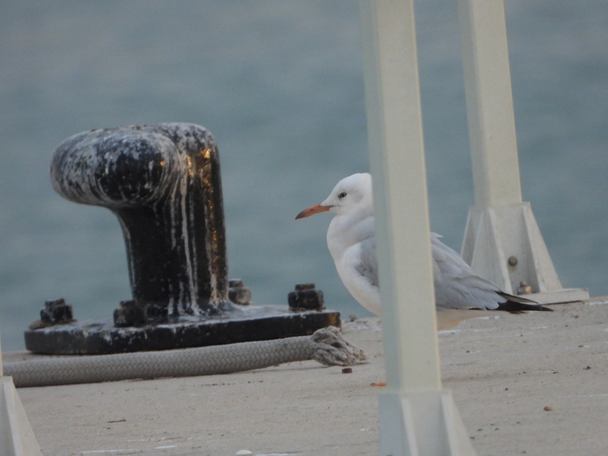 Морской голубок - ML647770873